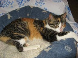 Cat example