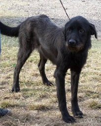 Dog example