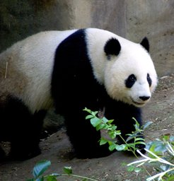 Panda example